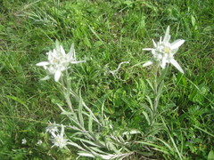 Leontopodium ochroleucum