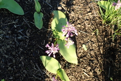 Ledebouria sandersonii