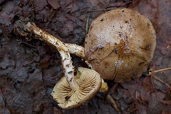 Pholiota decorata
