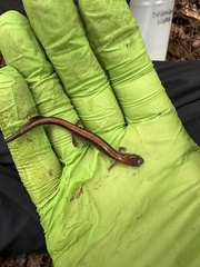 Plethodon cinereus image