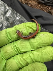 Plethodon cinereus image