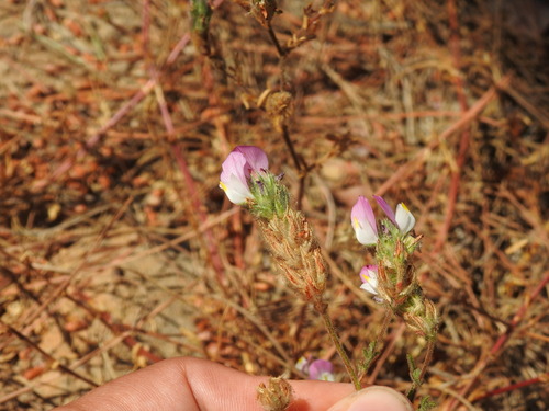 Image of Ononis baetica by (c) Duarte Frade, some rights reserved (CC BY)