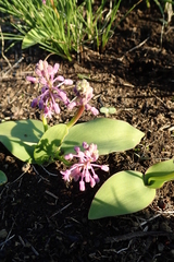 Ledebouria sandersonii