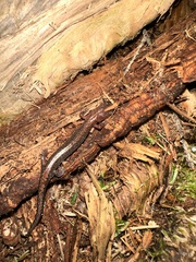 Plethodon cinereus image