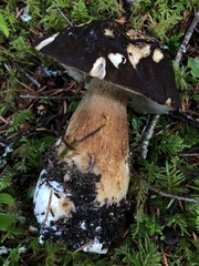 Boletus fibrillosus