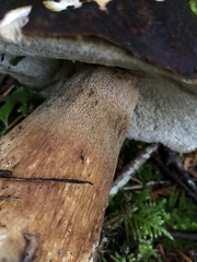 Boletus fibrillosus