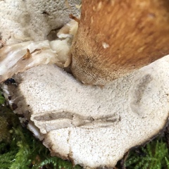 Boletus fibrillosus