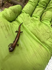 Plethodon cinereus image