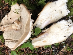 Boletus fibrillosus