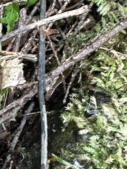 Plethodon cinereus image