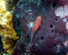 Cochleoceps bicolor