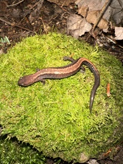 Plethodon cinereus image