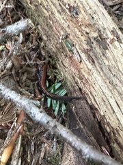 Plethodon cinereus image