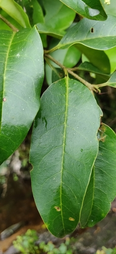 Image of Ligustrum robustum by (c) T R Shankar Raman, some rights reserved (CC BY)