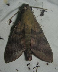 Nephele comma