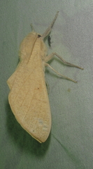 Neoclanis basalis