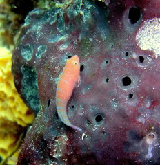 Cochleoceps bicolor