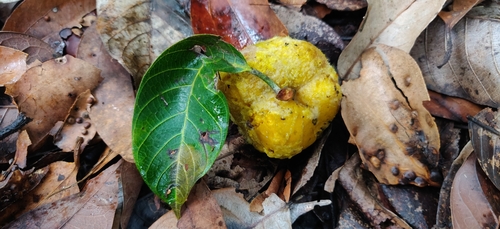 Artocarpus gomezianus (Artocarpus gomezianus)