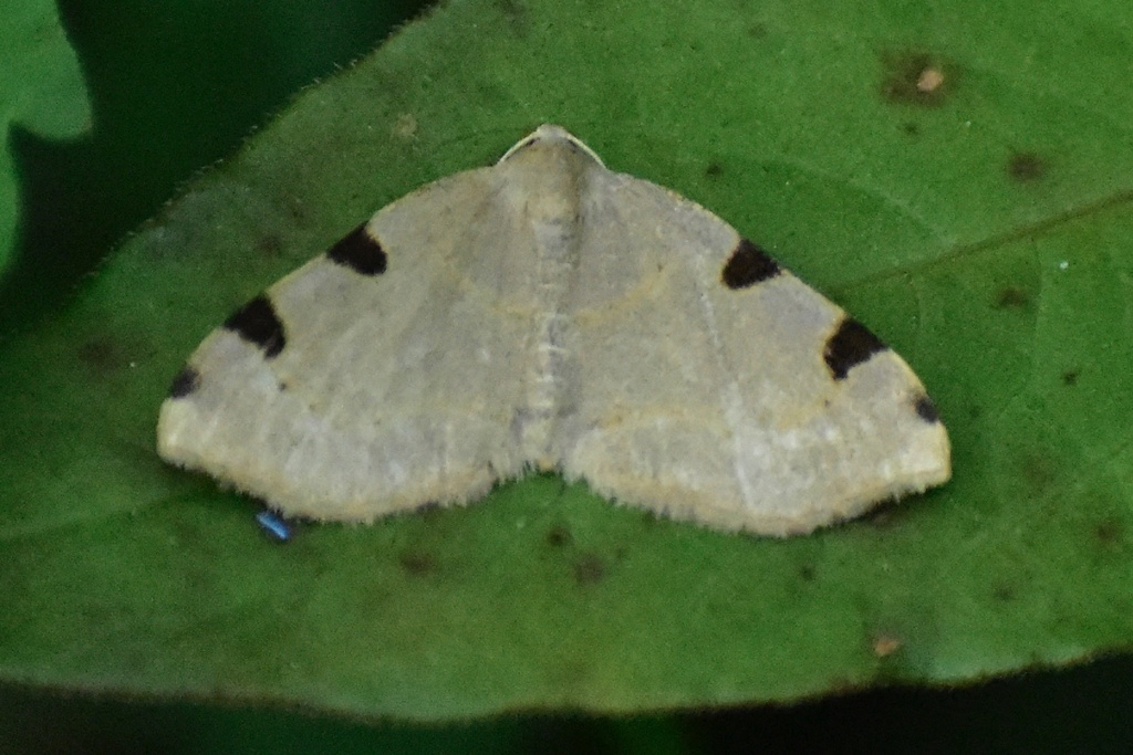 Three-spotted Fillip from Old Furnace Rd, Snow Hill, MD, US on June 14 ...