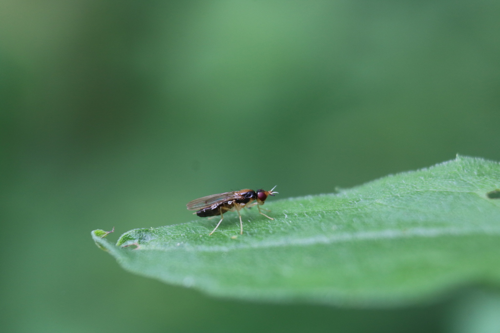 Psila collaris
