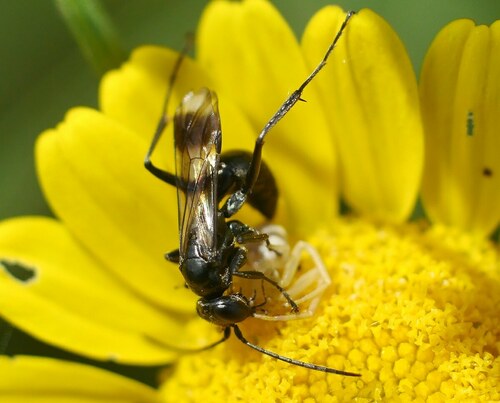Dipogon bifasciatus bifasciatus