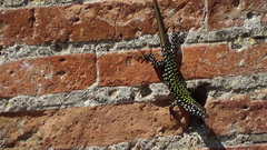 Podarcis muralis