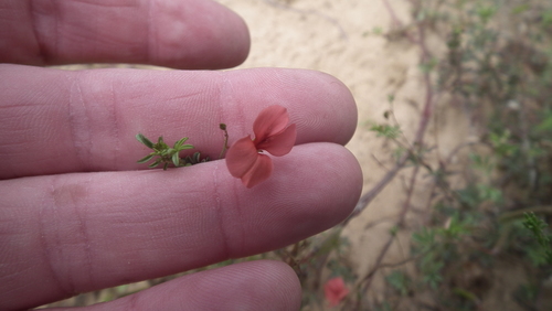 Image of Indigofera punctata by (c) Shaun Swanepoel, some rights reserved (CC BY)