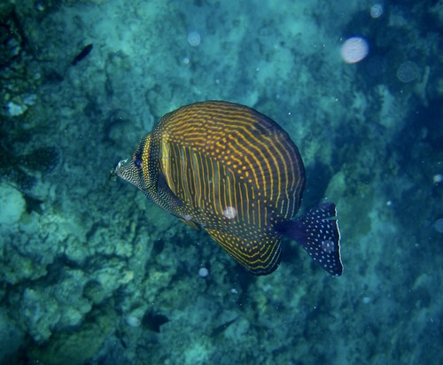 Indian Sailfin Tang — seen at this dive site