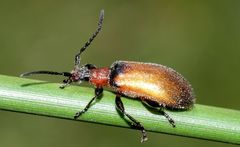 Ecnolagria rufescens
