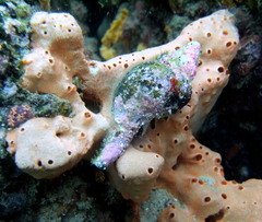 Australaria australasia