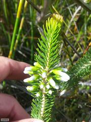 Erica thomae thomae