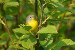 Leiothlypis ruficapilla image