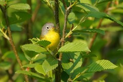 Leiothlypis ruficapilla image