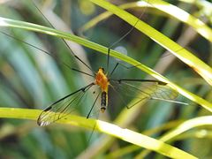 Aurotipula clara