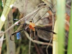 Aurotipula clara