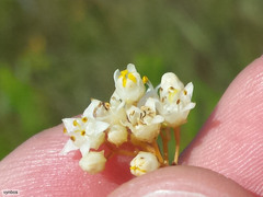 Cuscuta angulata