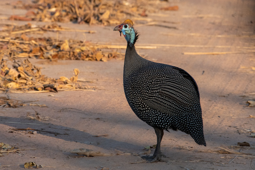 Helmeted Guineafowl, photo 5 of 8