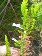 Erica perspicua