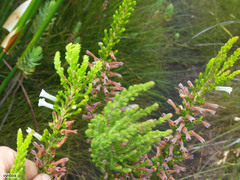 Erica perspicua