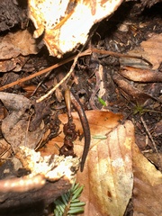 Plethodon cinereus image