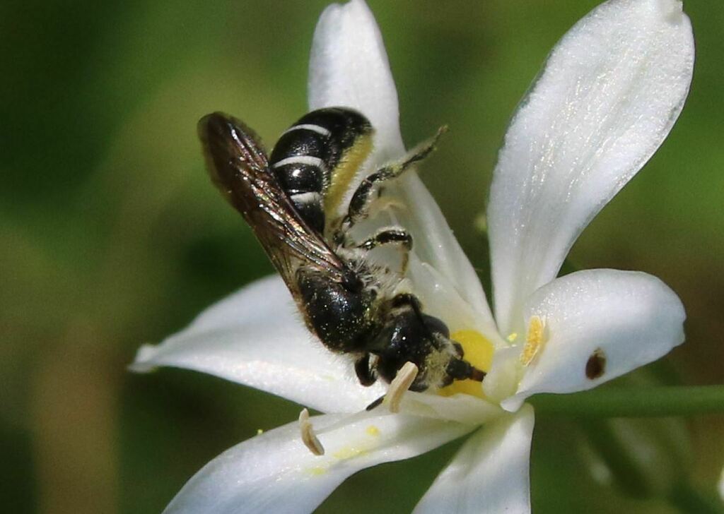 Chelostoma mocsaryi