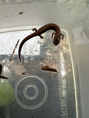 Plethodon cinereus image