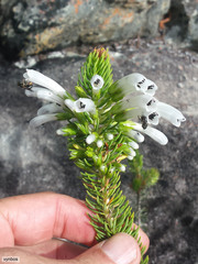Erica thomae thomae