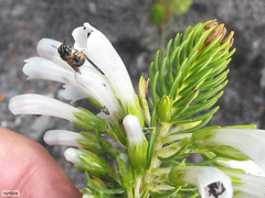 Erica thomae thomae