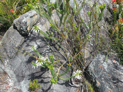 Erica thomae thomae