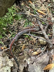 Plethodon cinereus image
