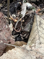Plethodon cinereus image