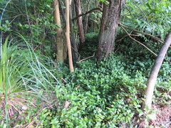 Erythrina ×sykesii