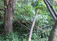 Erythrina ×sykesii