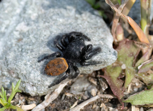 Phidippus cryptus